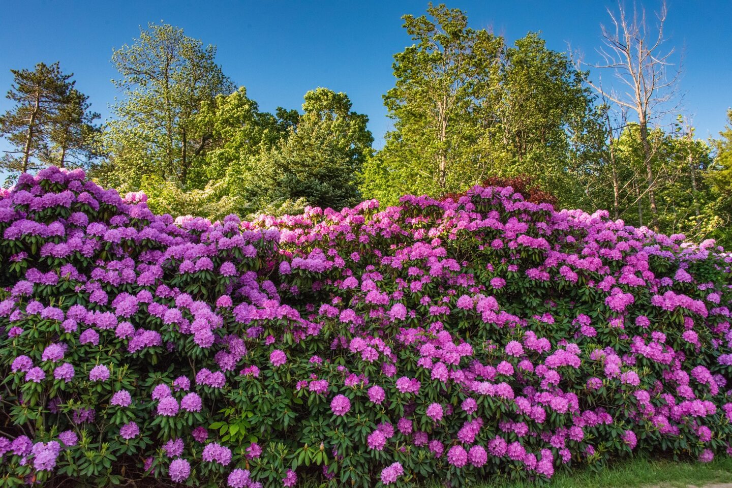 Rododendron – uprawa, pielęgnacja, sadzenie i najważniejsze zasady zdrowego kwitnienia